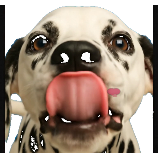 Dalmatian kiss